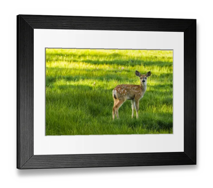 Framed Print : Young mule deer (spotted fawn), Tuolumne Meadows, Yosemite National Park, California USA