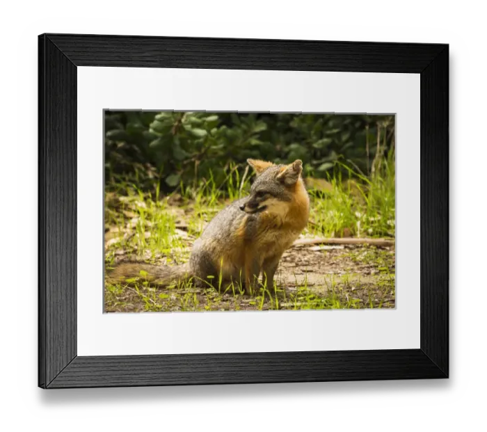 Framed Print : Island fox (Urocyon littoralis), Santa Cruz Island, Channel Islands National Park Framed Print : Island fox (Urocyon littoralis), Santa Cruz Island, Channel Islands National Park