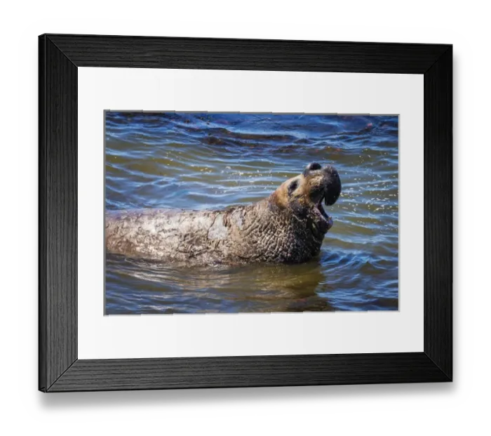 Framed Print : Northern Elephant Seals (Mirounga angustirostris) at Piedras Blancas, San Simeon Framed Print : Northern Elephant Seals (Mirounga angustirostris) at Piedras Blancas, San Simeon