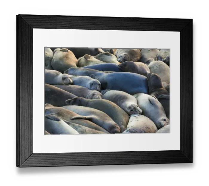 Framed Print : Northern elephant seals (Mirounga angustirostris) at Piedras Blancas Elephant Seal Rookery Framed Print : Northern elephant seals (Mirounga angustirostris) at Piedras Blancas Elephant Seal Rookery