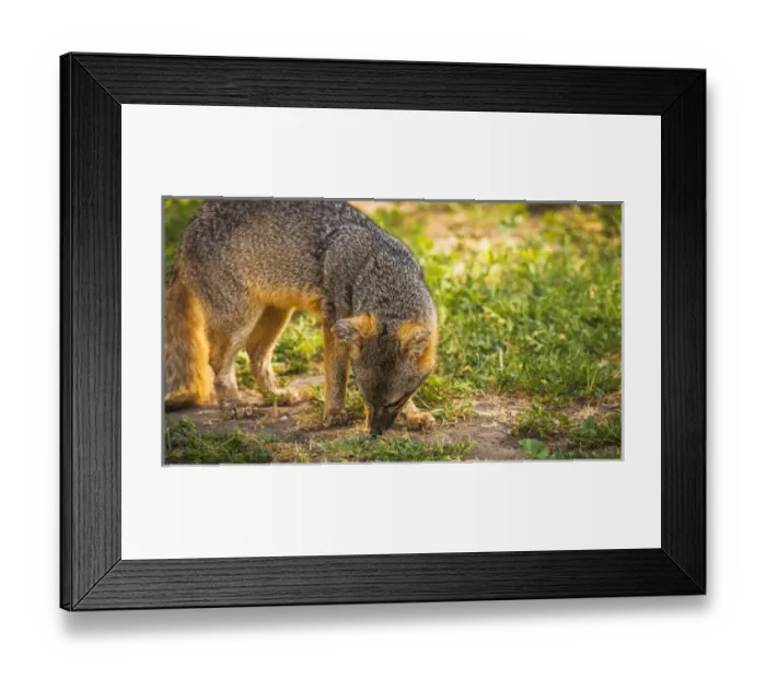 Framed Print : Island fox (Urocyon littoralis), Santa Cruz Island, Channel Islands National Park