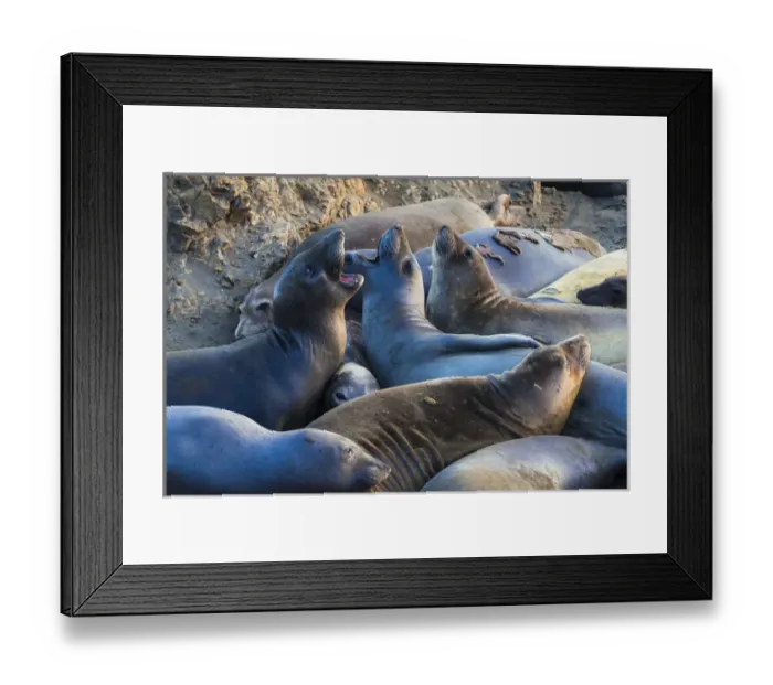 Framed Print : Northern elephant seals (Mirounga angustirostris) at Piedras Blancas Elephant Seal Rookery Framed Print : Northern elephant seals (Mirounga angustirostris) at Piedras Blancas Elephant Seal Rookery