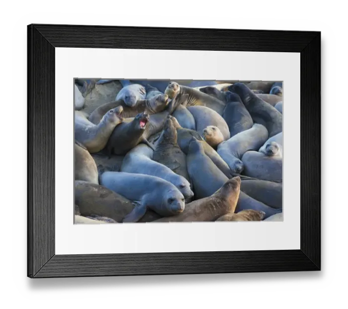 Framed Print : Northern elephant seals (Mirounga angustirostris) at Piedras Blancas Elephant Seal Rookery