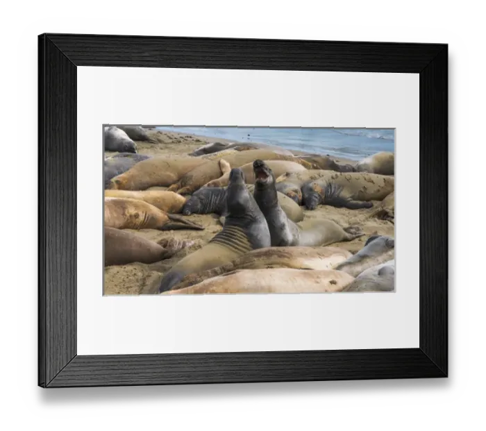 Framed Print : Northern elephant seals (Mirounga angustirostris) at Piedras Blancas Elephant Seal Rookery