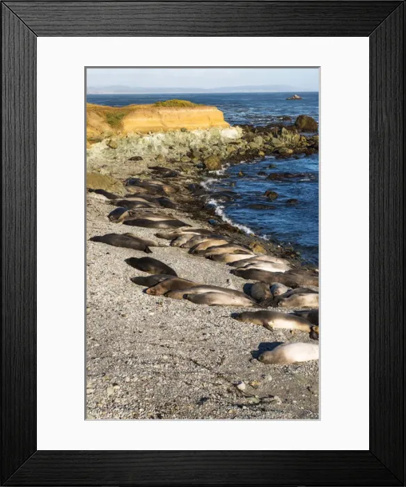 Framed Print : Northern elephant seals at Piedras Blancas elephant seal rookery, San Simeon, California Framed Print : Northern elephant seals at Piedras Blancas elephant seal rookery, San Simeon, California