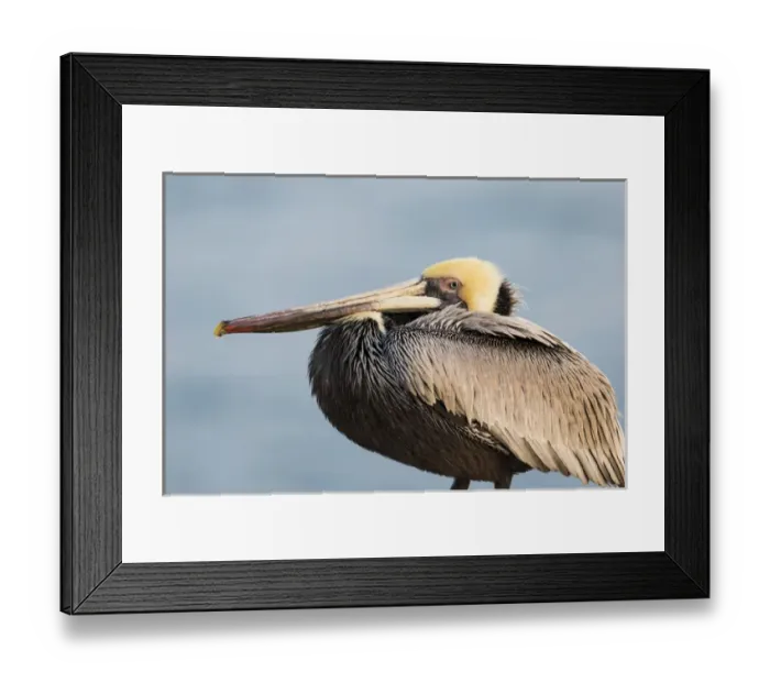 Framed Print : Brown Pelican (Pelecanus occidentalis), La Jolla cliffs, La Jolla, CA Framed Print : Brown Pelican (Pelecanus occidentalis), La Jolla cliffs, La Jolla, CA