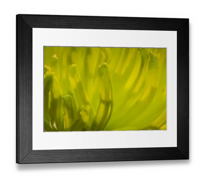 Framed Print : Close-up of backlit crysanthimum flower