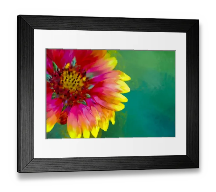 Framed Print : Artistic rendition of Indian Blanket flower