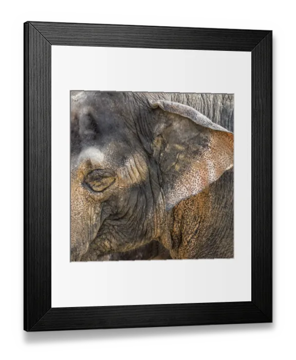Framed Print : A close-up of the eye and ear of an Asian elephant at the Cincinnati Zoo Framed Print : A close-up of the eye and ear of an Asian elephant at the Cincinnati Zoo