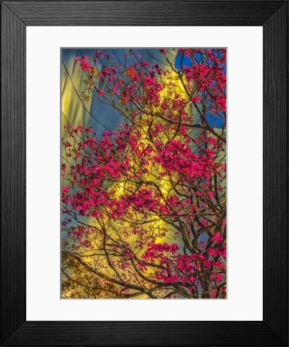 Framed Print : USA, Los Angeles, CA. The Disney Center in spring Framed Print : USA, Los Angeles, CA. The Disney Center in spring
