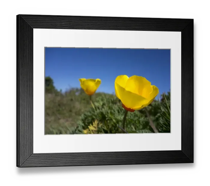 Framed Print : A bright, yellow California Poppy against very blue sky Framed Print : A bright, yellow California Poppy against very blue sky
