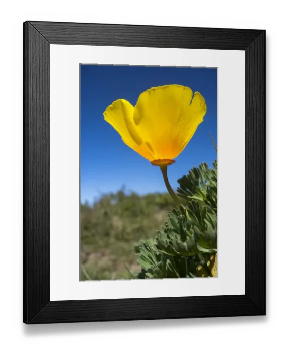 Framed Print : A bright, yellow California Poppy against very blue sky Framed Print : A bright, yellow California Poppy against very blue sky