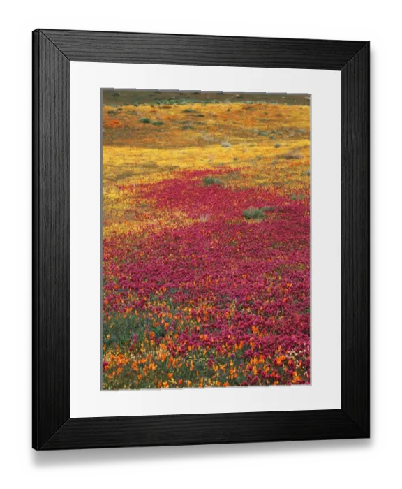 Framed Print : USA, California, View of Owls Clover, Coreopsis and california poppies at Antelop Framed Print : USA, California, View of Owls Clover, Coreopsis and california poppies at Antelop