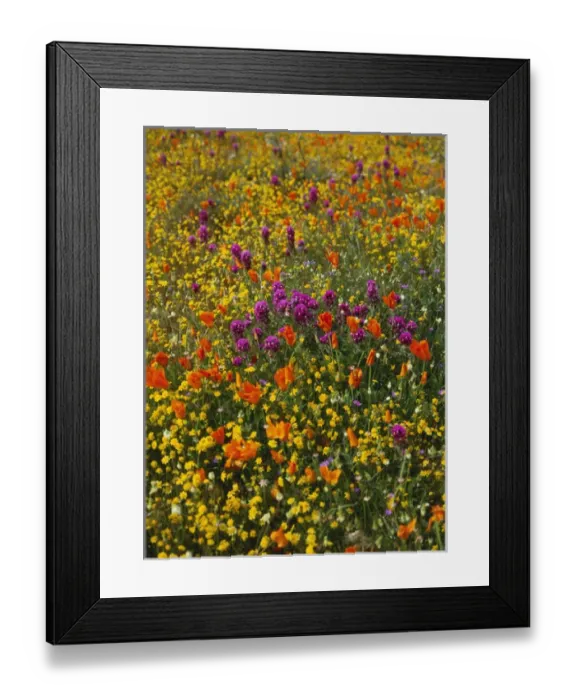 Framed Print : USA, California, View of Owls Clover, poppies and coreopsis in field near Gorst Framed Print : USA, California, View of Owls Clover, poppies and coreopsis in field near Gorst