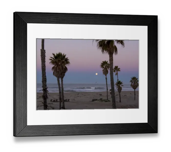 Framed Print : US, CA, Oxnard. Gulls fly above water pre dawn in full moonset Framed Print : US, CA, Oxnard. Gulls fly above water pre dawn in full moonset