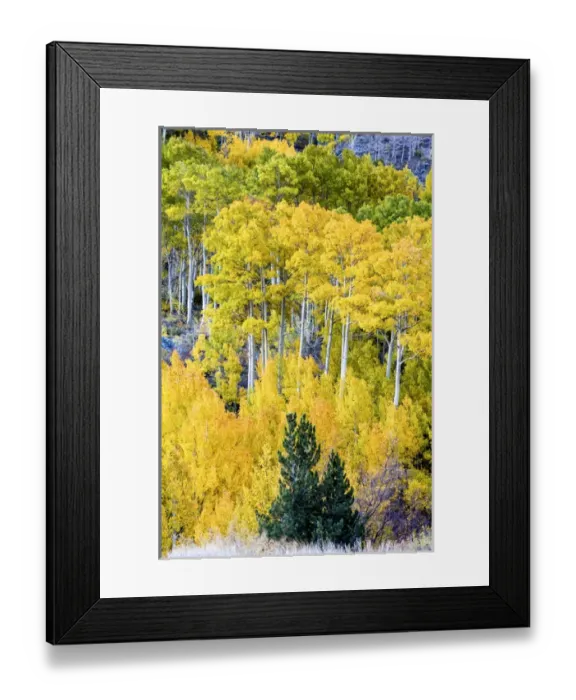 Framed Print : Aspen Fall foliage, Eastern Sierra foothills, California, US