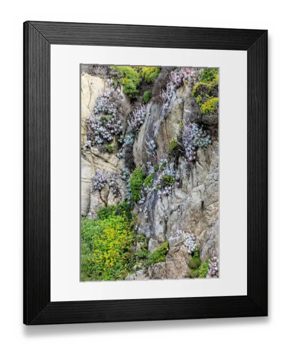 Framed Print : Flowers as cliff hangers. Garrapata State Park, Big Sur, California, US Framed Print : Flowers as cliff hangers. Garrapata State Park, Big Sur, California, US