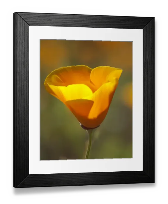 Framed Print : Golden California Poppy. Santa Cruz coast, California, US Framed Print : Golden California Poppy. Santa Cruz coast, California, US