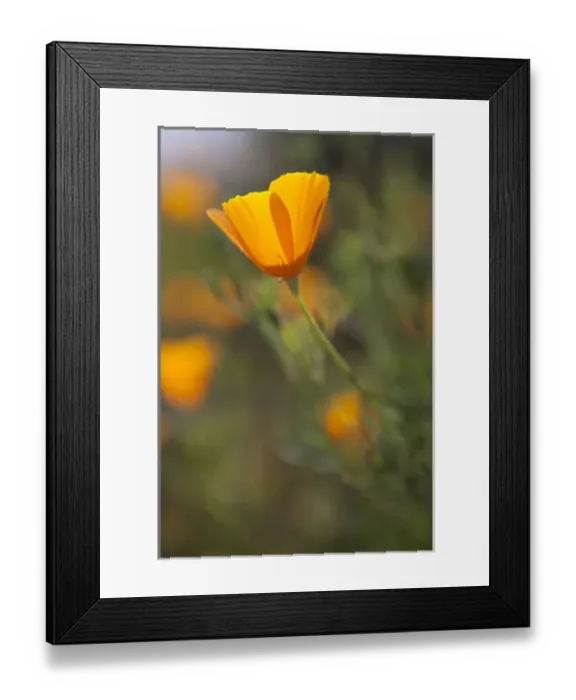 Framed Print : Golden California Poppies. Santa Cruz coast, California, US Framed Print : Golden California Poppies. Santa Cruz coast, California, US