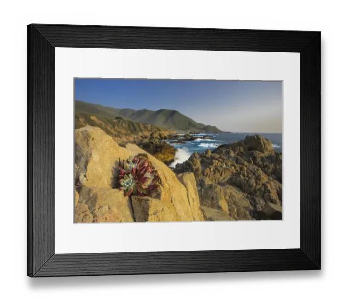 Framed Print : Lonely rock plant. Garrapata State Beach, Big Sur, California Pacific Coast. US Framed Print : Lonely rock plant. Garrapata State Beach, Big Sur, California Pacific Coast. US
