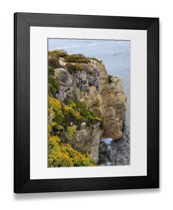 Framed Print : Rugged cliff and flowers as cliff hangers. Garrapata State Park, Big Sur, California, US Framed Print : Rugged cliff and flowers as cliff hangers. Garrapata State Park, Big Sur, California, US
