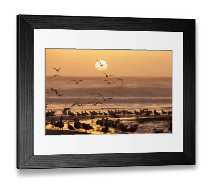 Framed Print : Sea birds on beach. Sun setting in mist. Santa Cruz coast, California, US Framed Print : Sea birds on beach. Sun setting in mist. Santa Cruz coast, California, US