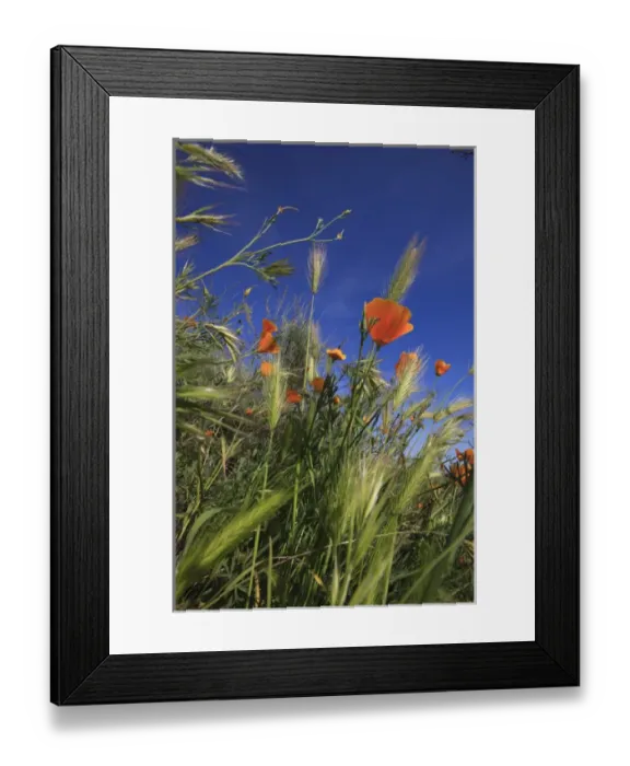 Framed Print : Weeds and poppies from worms-view. Santa Cruz coast, California, US
