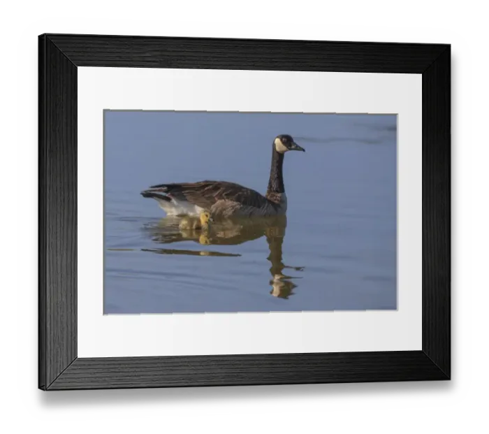 Framed Print : Canada Goose with chick. San Francisco Bay. California Framed Print : Canada Goose with chick. San Francisco Bay. California