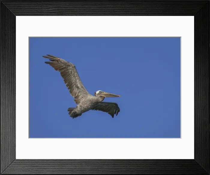 Framed Print : Flying Pelican. Half Moon Bay, California