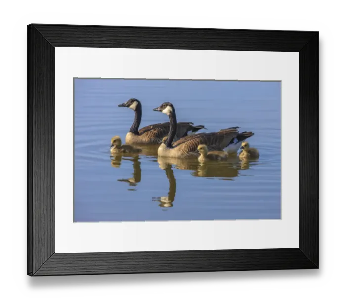 Framed Print : Canada Goose with chicken. San Francisco Bay. California Framed Print : Canada Goose with chicken. San Francisco Bay. California