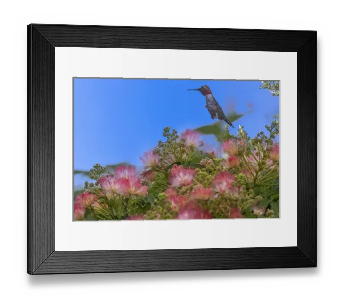 Framed Print : Hummingbird feeding off Silk Tree. California