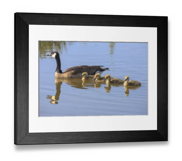 Framed Print : Canada Goose with chicken. San Francisco Bay. California Framed Print : Canada Goose with chicken. San Francisco Bay. California