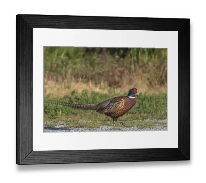 Framed Print : Male Ring-necked Pheasant. San Francisco Bay. California Framed Print : Male Ring-necked Pheasant. San Francisco Bay. California