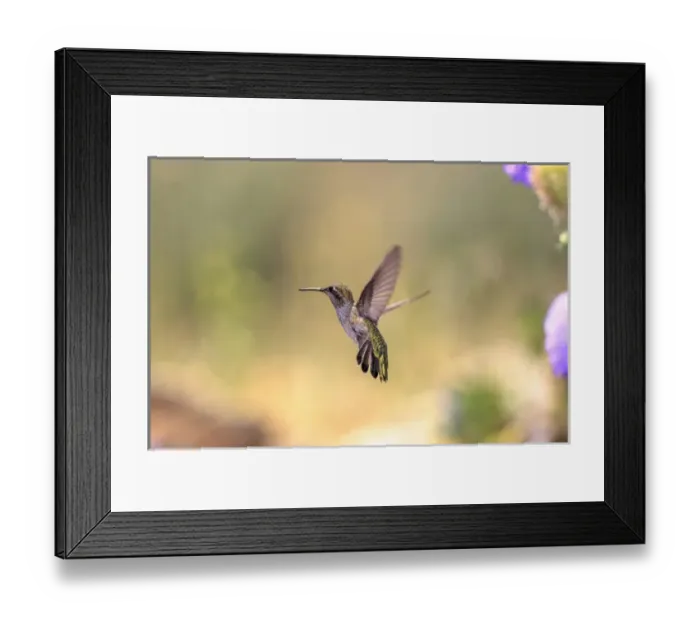 Framed Print : Annas Hummingbird. Santa Cruz. California