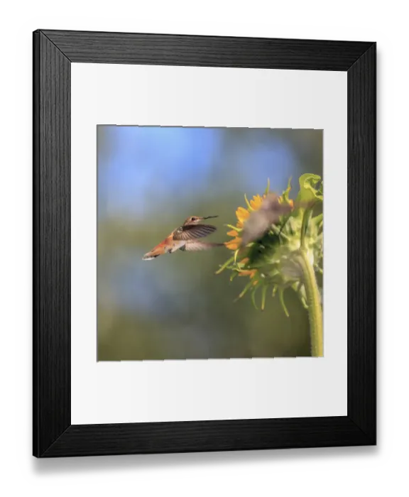 Framed Print : Annas Hummingbird. Santa Cruz. California Framed Print : Annas Hummingbird. Santa Cruz. California
