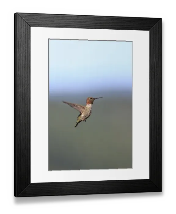 Framed Print : Annas Hummingbird. Santa Cruz. California Framed Print : Annas Hummingbird. Santa Cruz. California