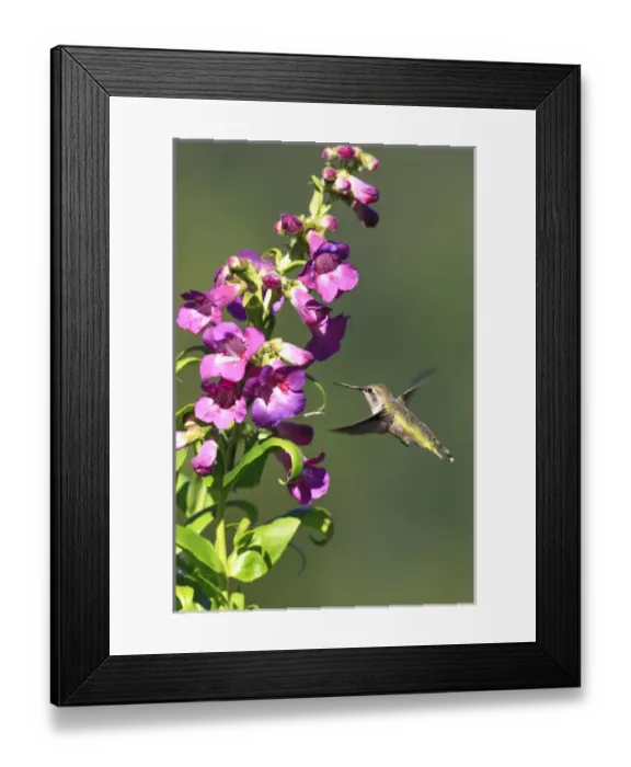 Framed Print : Annas Hummingbird. Santa Cruz. California