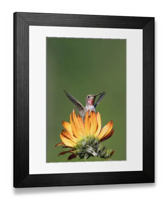 Framed Print : Annas Hummingbird. Santa Cruz. California Framed Print : Annas Hummingbird. Santa Cruz. California