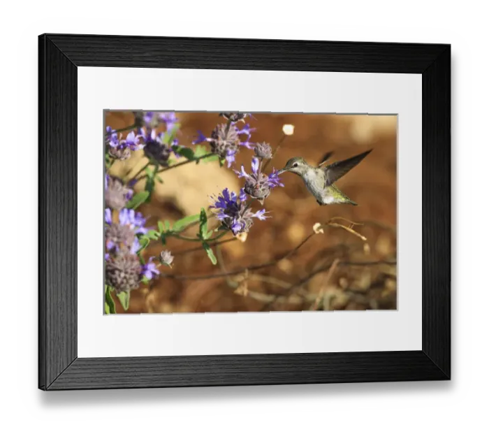 Framed Print : Annas Hummingbird. Santa Cruz. California Framed Print : Annas Hummingbird. Santa Cruz. California