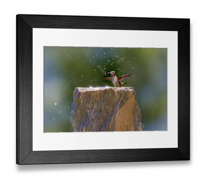 Framed Print : Annas Hummingbird. Santa Cruz. California Framed Print : Annas Hummingbird. Santa Cruz. California
