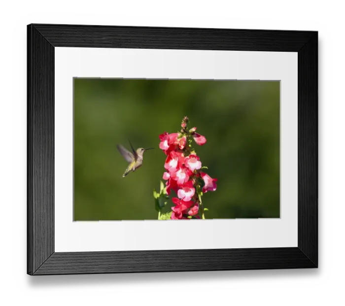 Framed Print : Annas Hummingbird. Santa Cruz. California