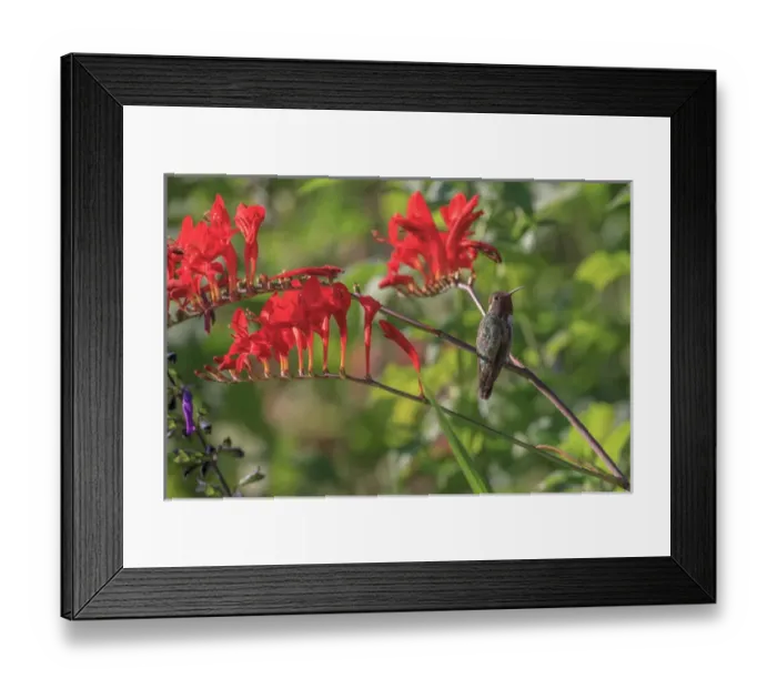 Framed Print : Annas Hummingbird. Santa Cruz. California