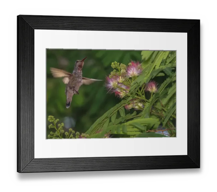 Framed Print : Hummingbird feeding off Silk Tree. California