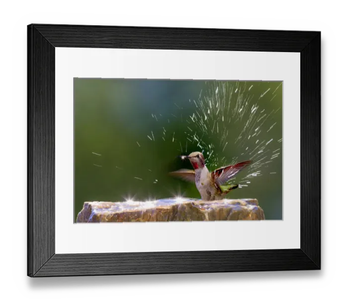 Framed Print : Annas Hummingbird taking a shower. Santa Cruz. California