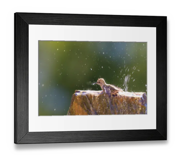 Framed Print : Annas Hummingbird taking a shower. Santa Cruz. California Framed Print : Annas Hummingbird taking a shower. Santa Cruz. California