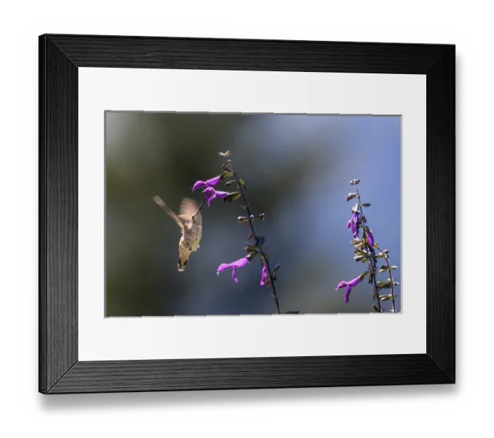 Framed Print : Annas Hummingbird. Santa Cruz. California