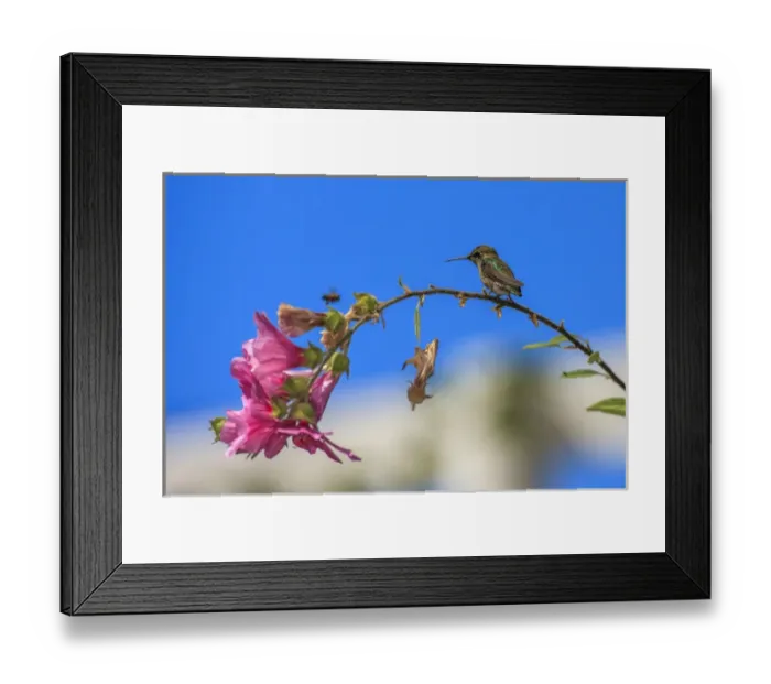 Framed Print : Annas Hummingbird studying a bee. Santa Cruz. California