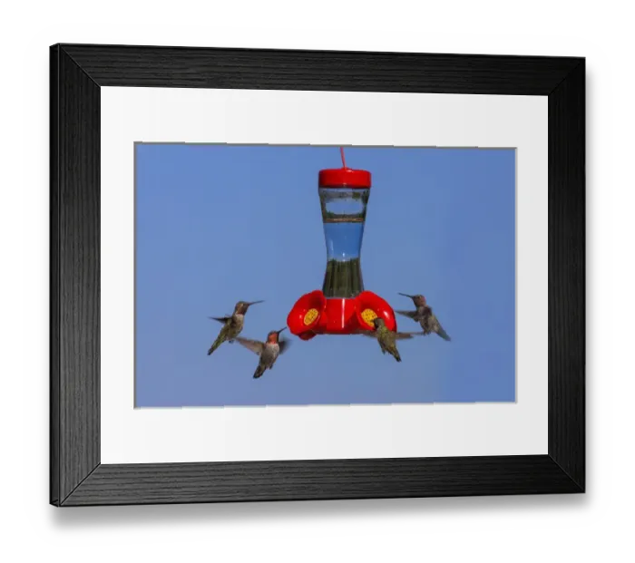 Framed Print : Annas Hummingbirds at feeder. Santa Cruz. California
