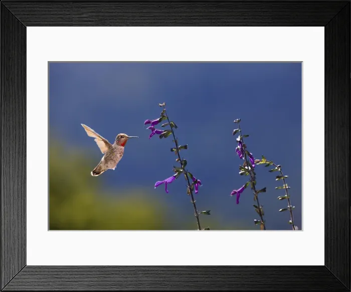 Framed Print : Annas Hummingbird. Santa Cruz. California Framed Print : Annas Hummingbird. Santa Cruz. California