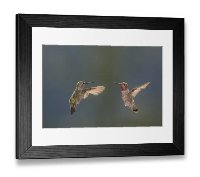 Framed Print : Annas hummingbirds. Male and Female. Santa Cruz. Californa Framed Print : Annas hummingbirds. Male and Female. Santa Cruz. Californa